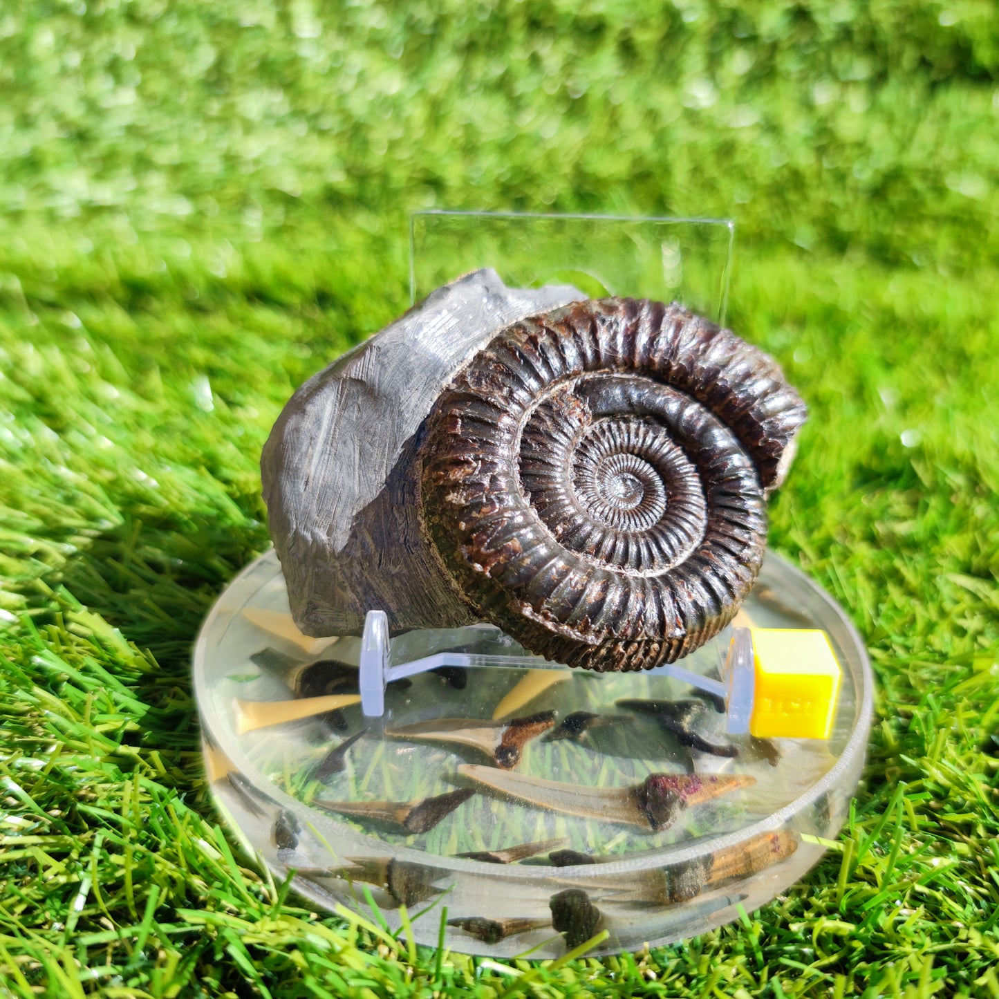 Dactylioceras ammonite fossil Port Mulgrave Yorkshire