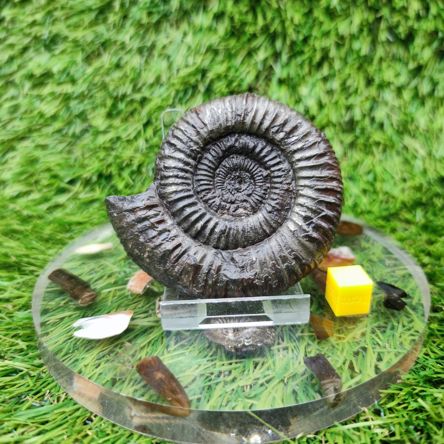 Whiitby fossil Jurassic coast ammonite