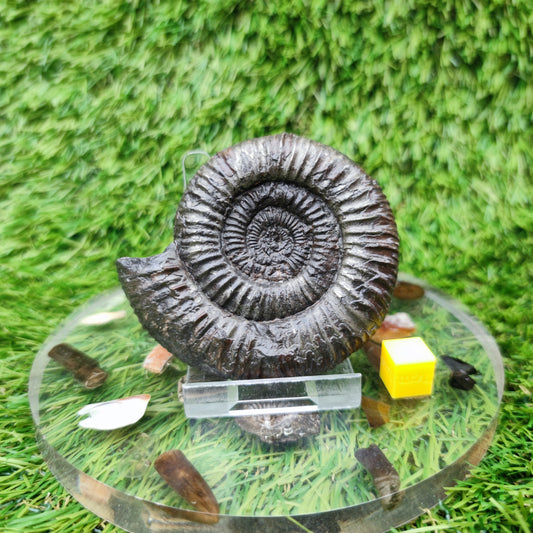 Whiitby fossil Jurassic coast ammonite