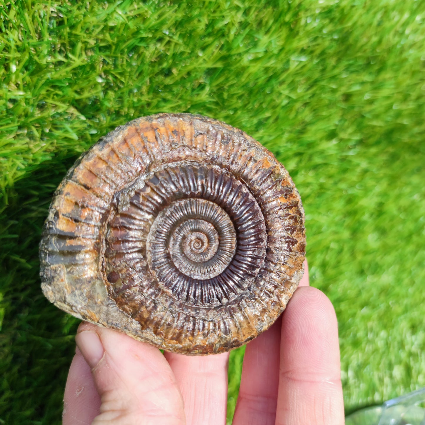 Perfect centre dactylioceras ammonite fossil
