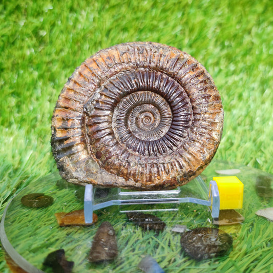 Perfect centre dactylioceras ammonite fossil