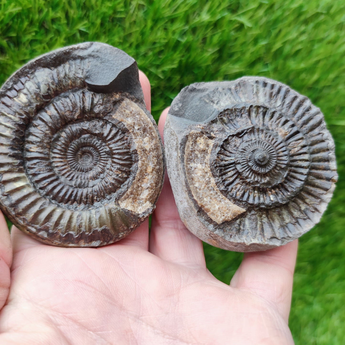 Fossil - Ammonite split pair Whitby Yorkshire