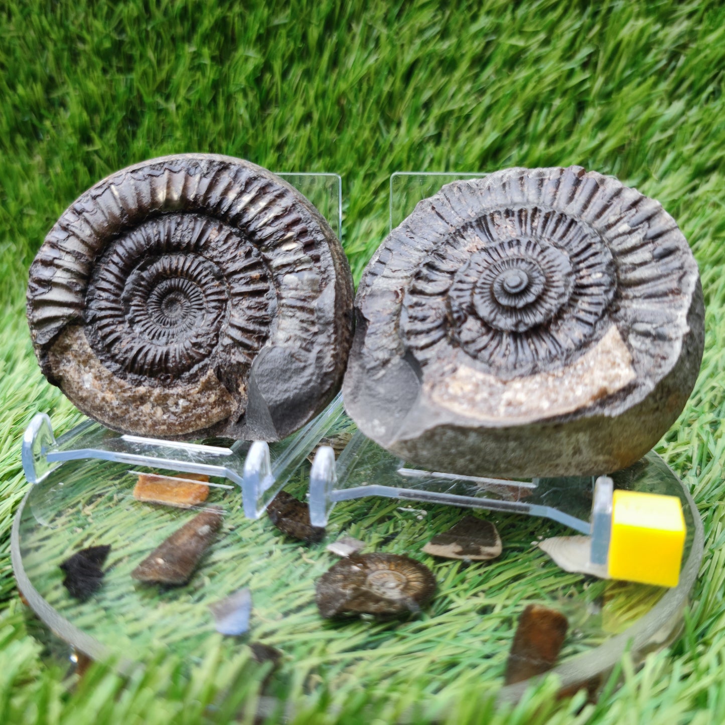 Fossil - Ammonite split pair Whitby Yorkshire
