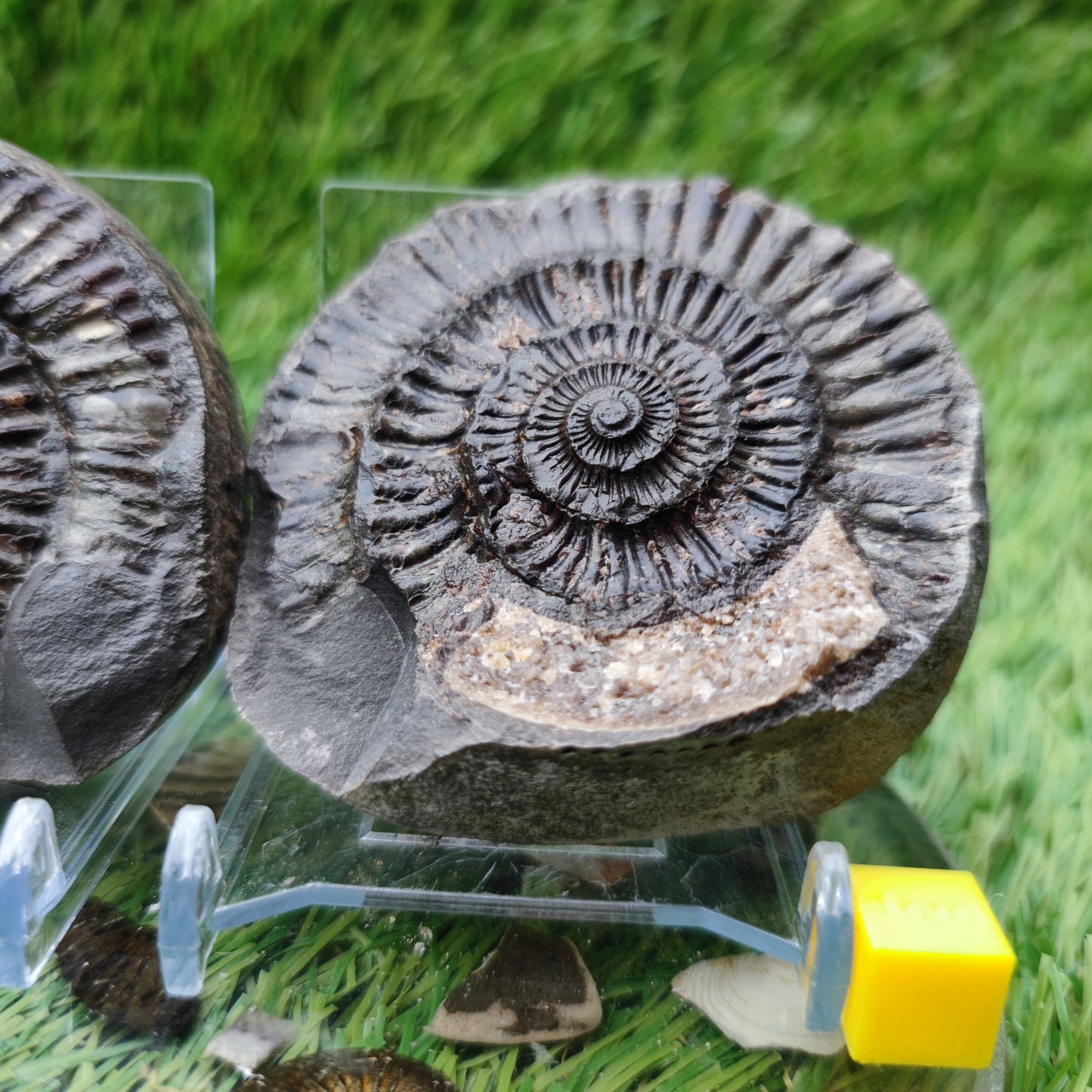 Fossil - Ammonite split pair Whitby Yorkshire