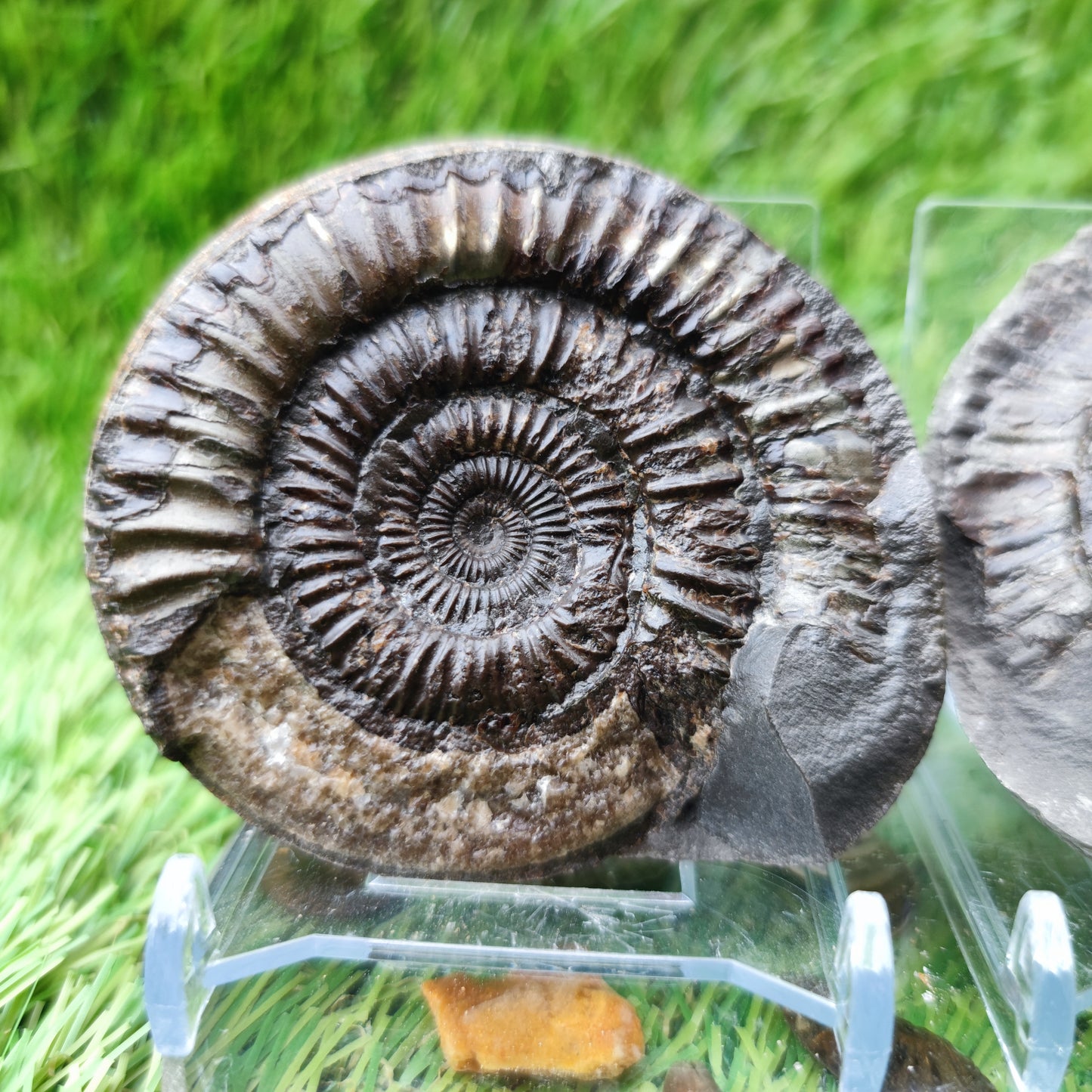 Fossil - Ammonite split pair Whitby Yorkshire