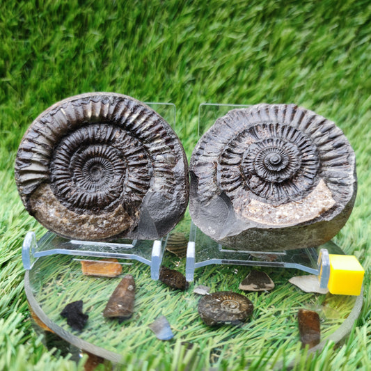 Fossil - Ammonite split pair Whitby Yorkshire