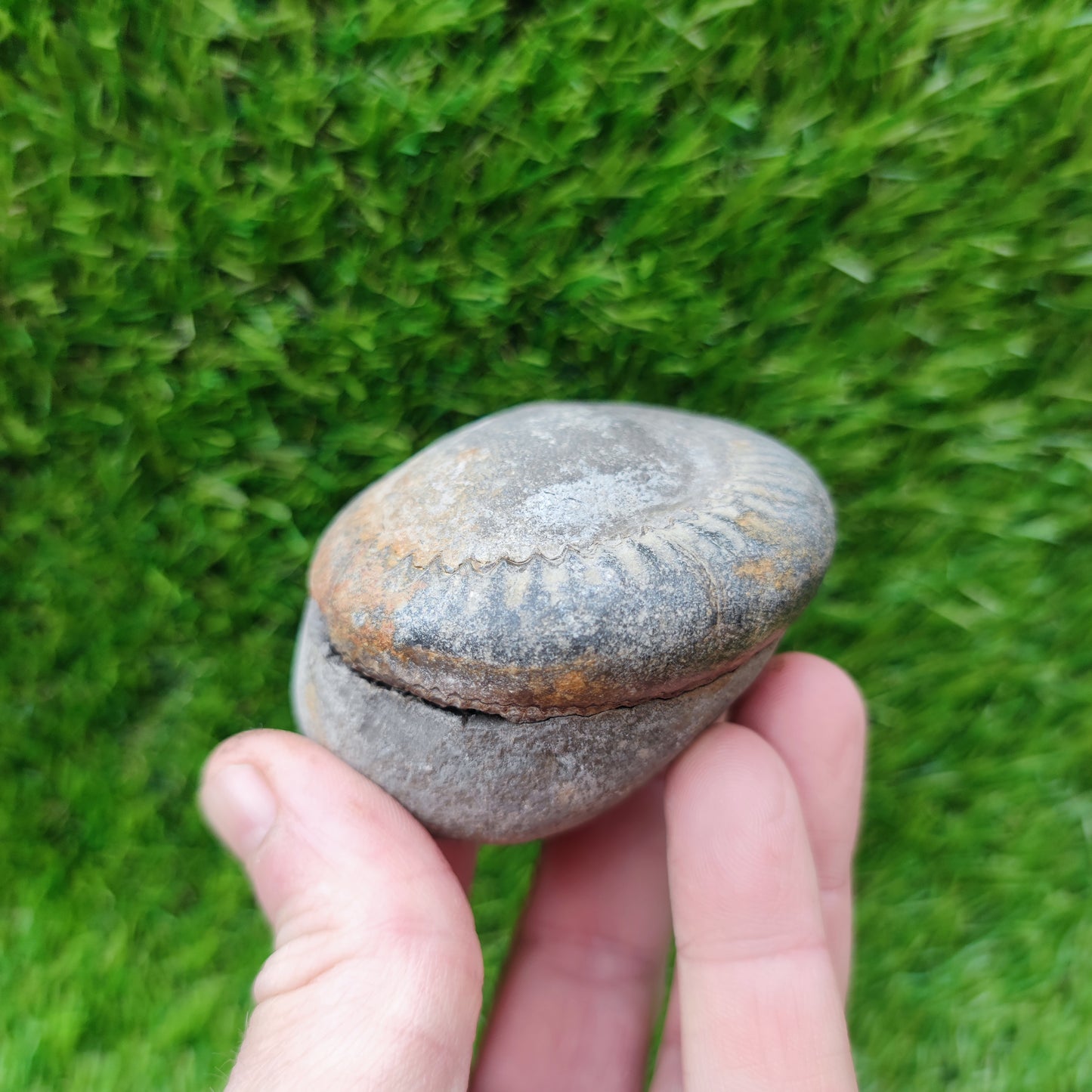 Fossil - Ammonite split pair Whitby Yorkshire