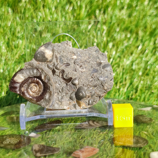 Ammonite & shell cluster block Holderness coast Yorkshire