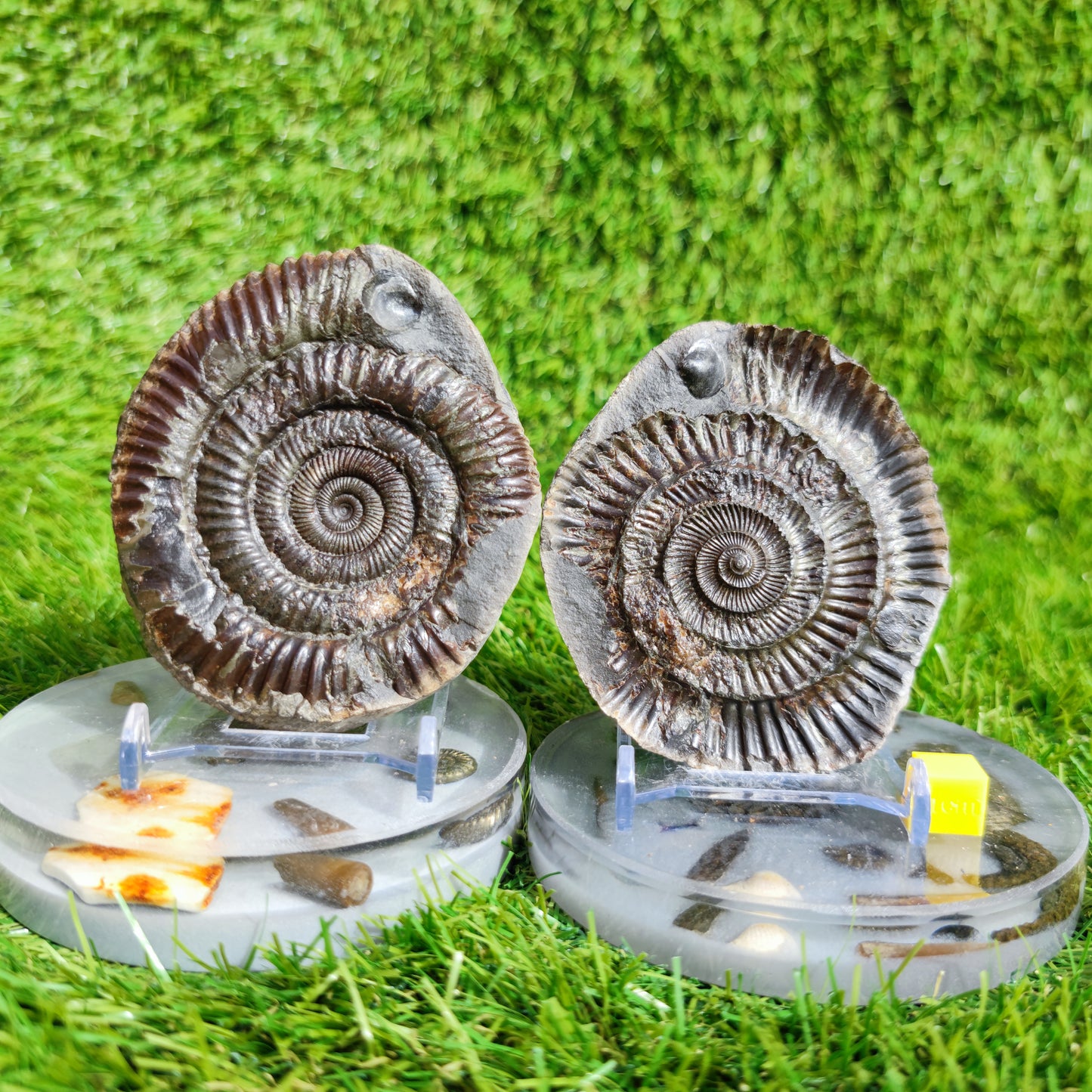 Fossil ammonite split pair with shell North Yorkshire Fossils