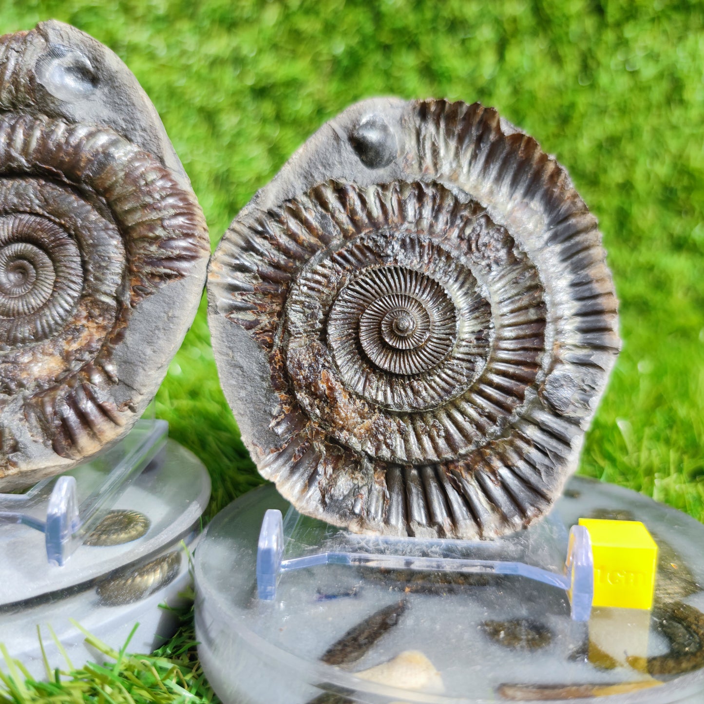 Fossil ammonite split pair with shell North Yorkshire Fossils