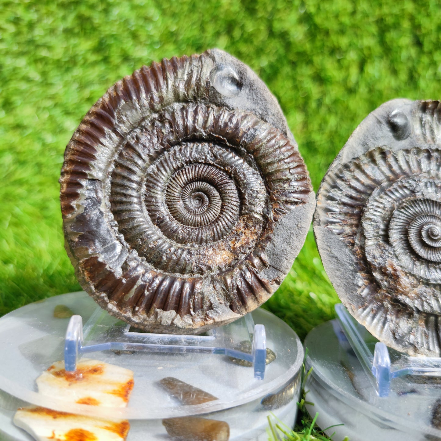 Fossil ammonite split pair with shell North Yorkshire Fossils