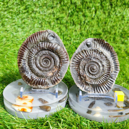 Fossil ammonite split pair with shell North Yorkshire Fossils
