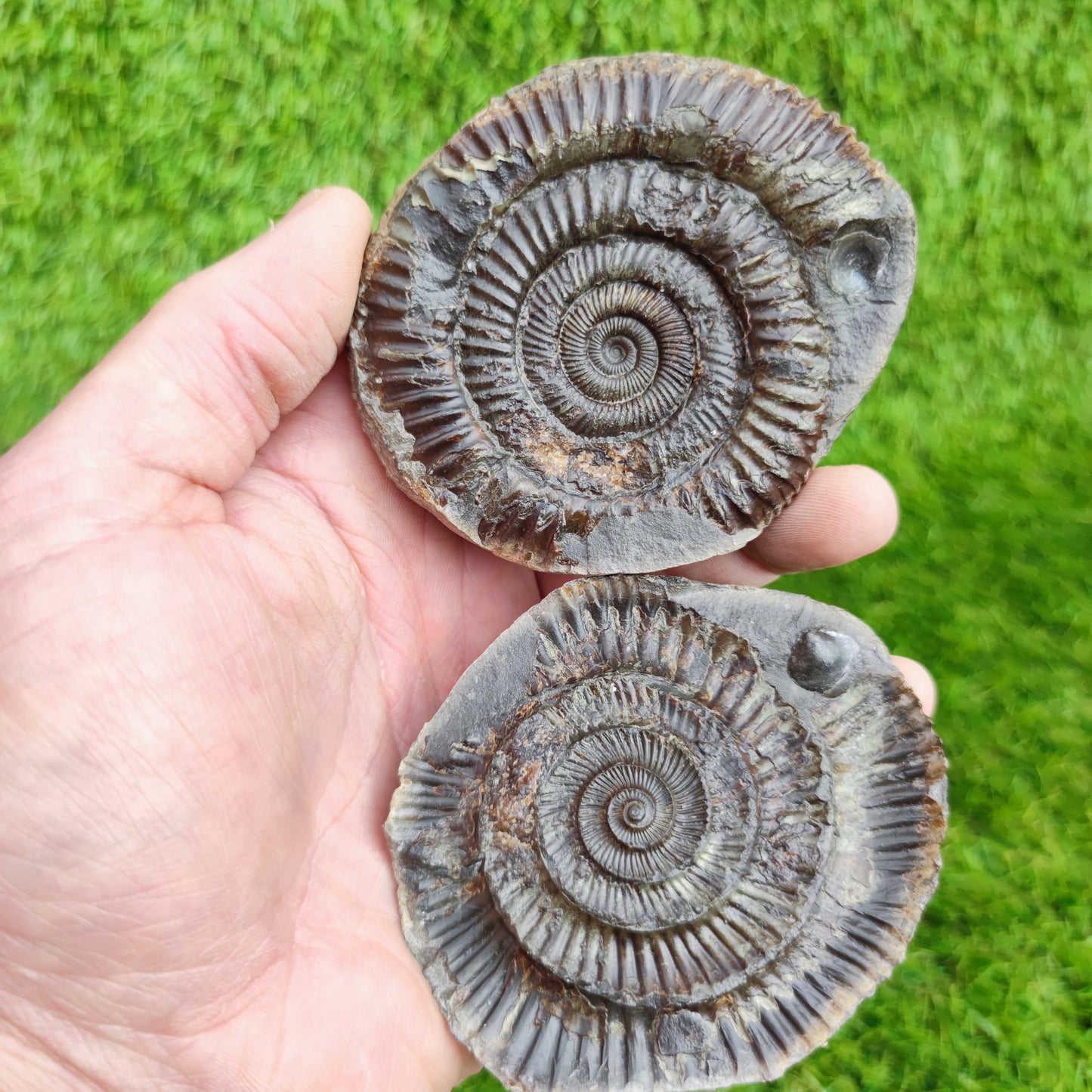 Fossil ammonite split pair with shell North Yorkshire Fossils