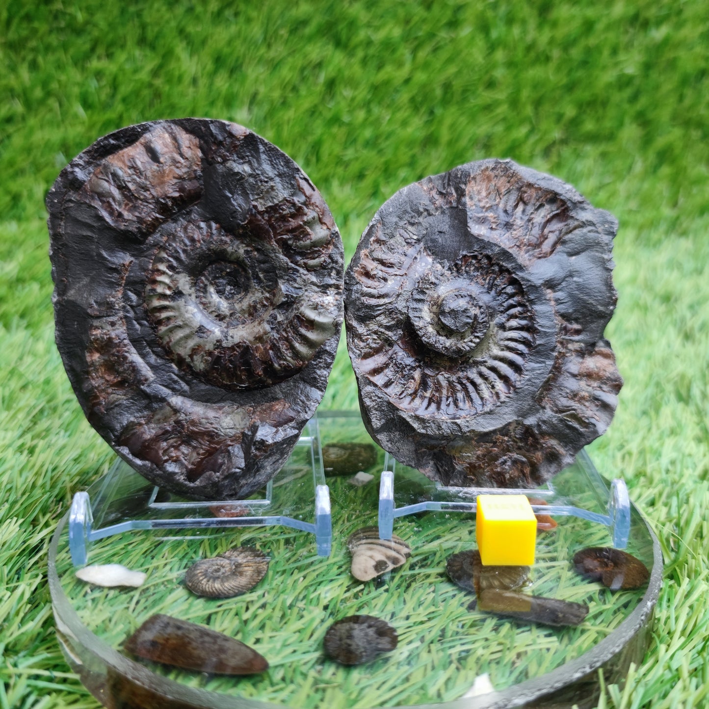 Ammonite split pair fossil Sandsend Yorkshire
