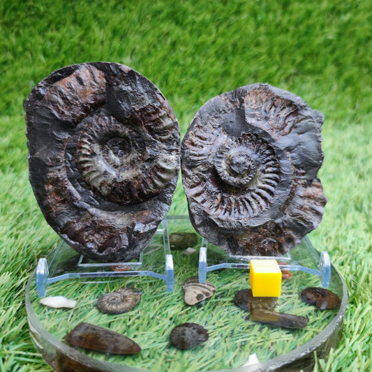 Ammonite split pair fossil Sandsend Yorkshire