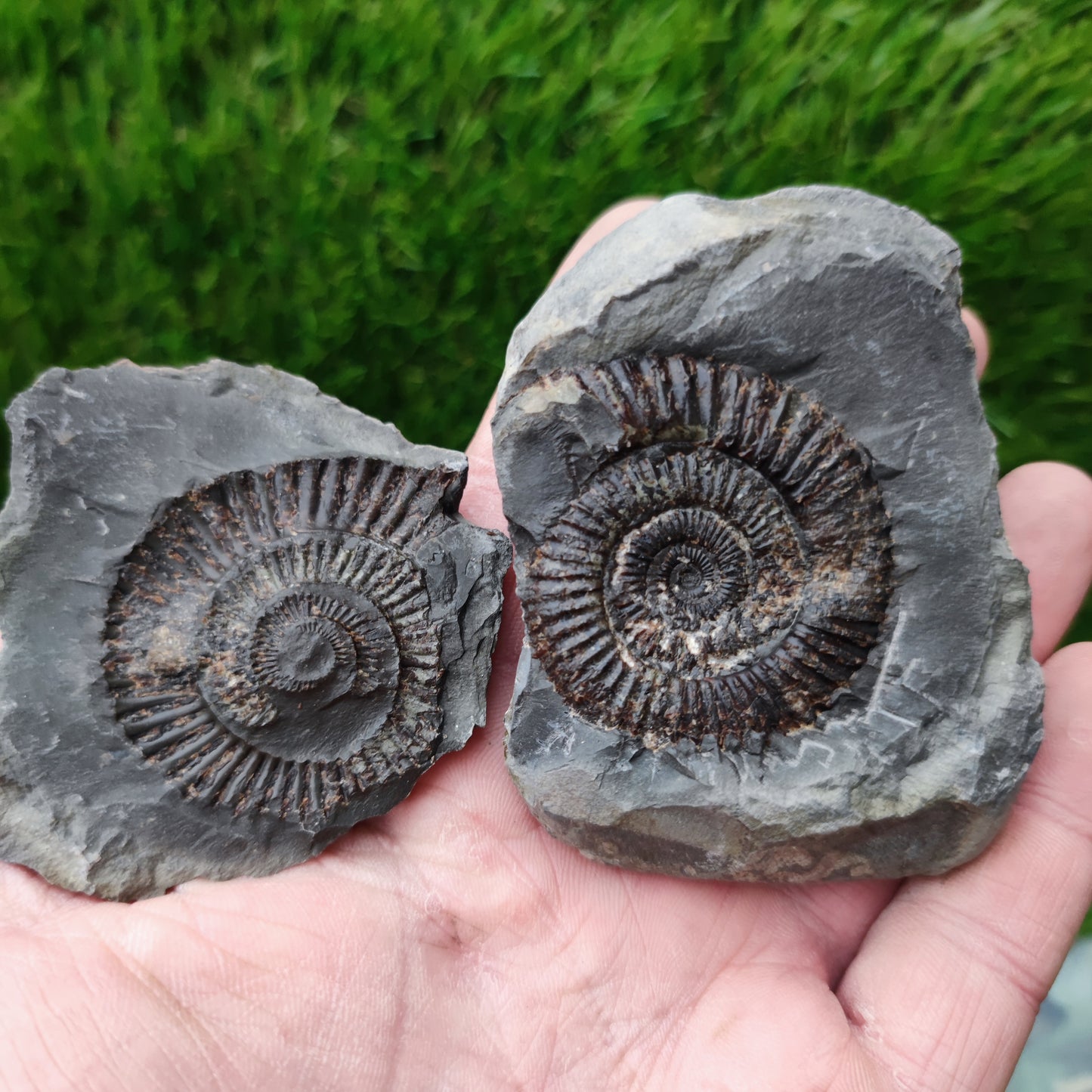 Ammonite fossil split pair Yorkshire UK