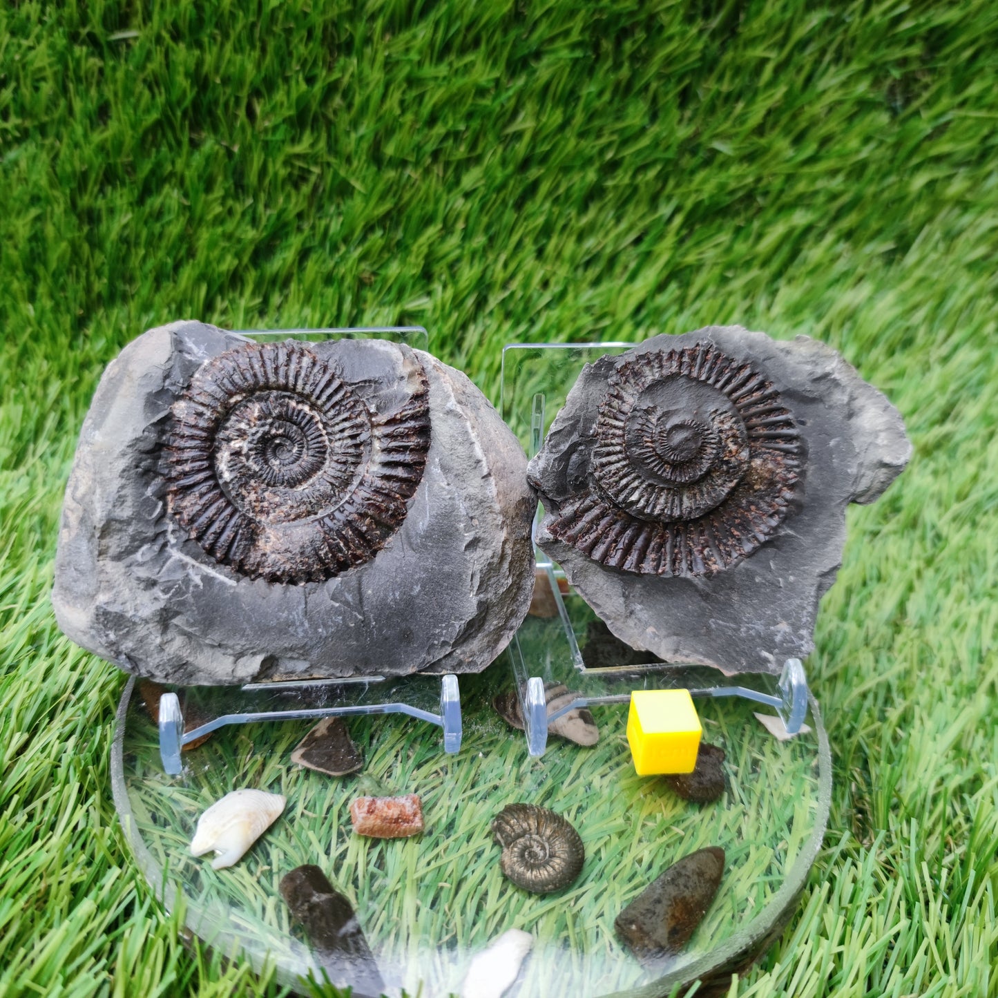 Ammonite fossil split pair Yorkshire UK
