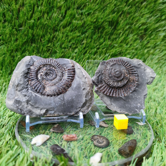 Ammonite fossil split pair Yorkshire UK