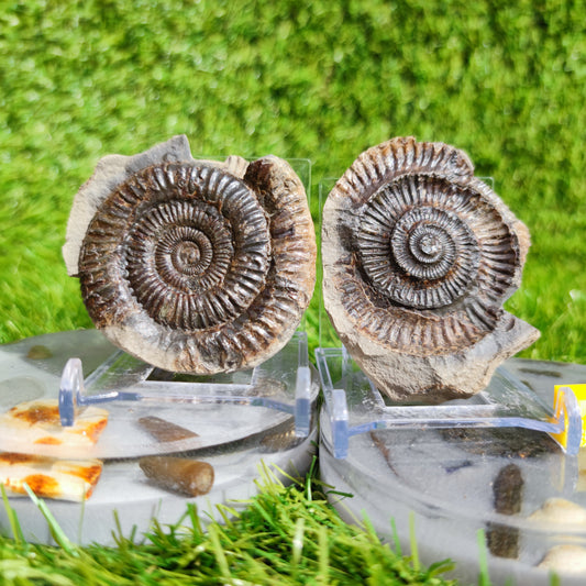 Ammonite fossil split pair Yorkshire