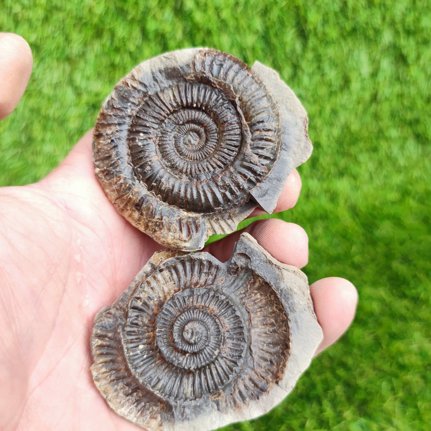 Ammonite fossil split pair Yorkshire