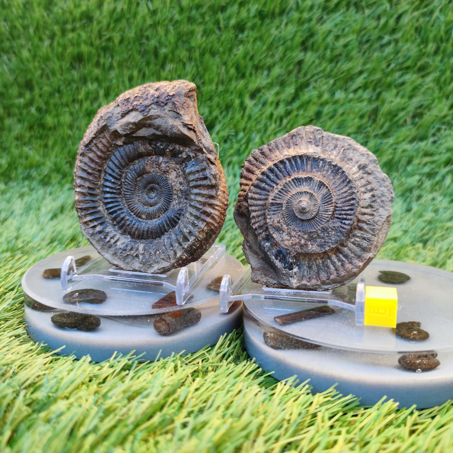 Ammonite fossil split pair Yorkshire Jurassic coast