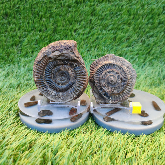 Ammonite fossil split pair Yorkshire Jurassic coast