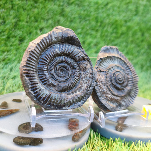 Ammonite fossil split pair Whitby Yorkshire