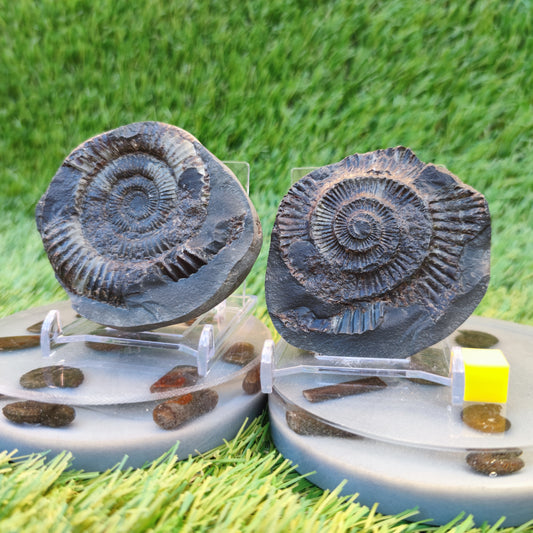 Ammonite fossil split pair Yorkshire Jurassic coast