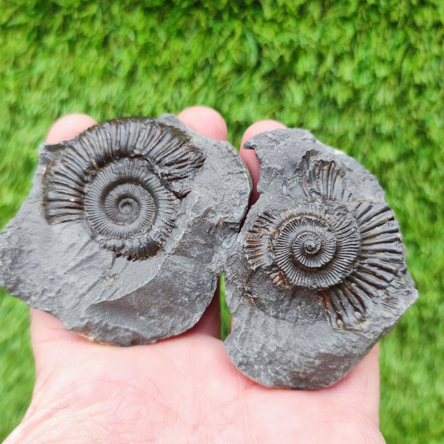 Fossil ammonite split pair limestone nodule Whitby Yorkshiire