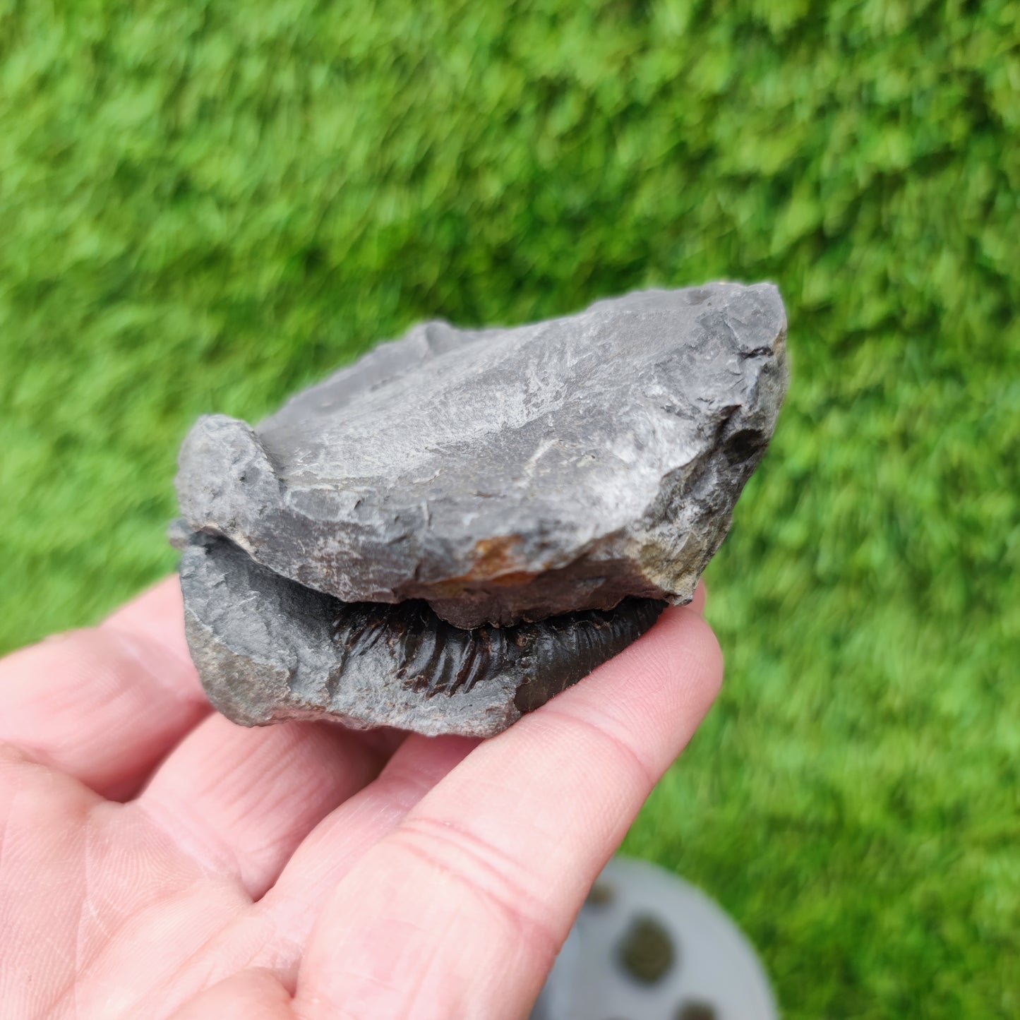 Fossil ammonite split pair limestone nodule Whitby Yorkshiire