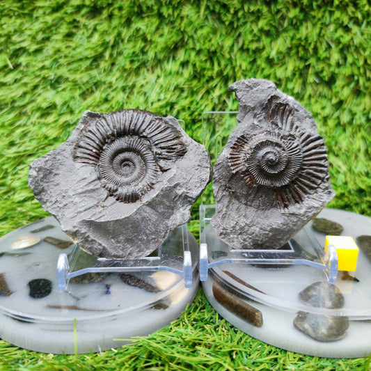 Fossil ammonite split pair limestone nodule Whitby Yorkshiire