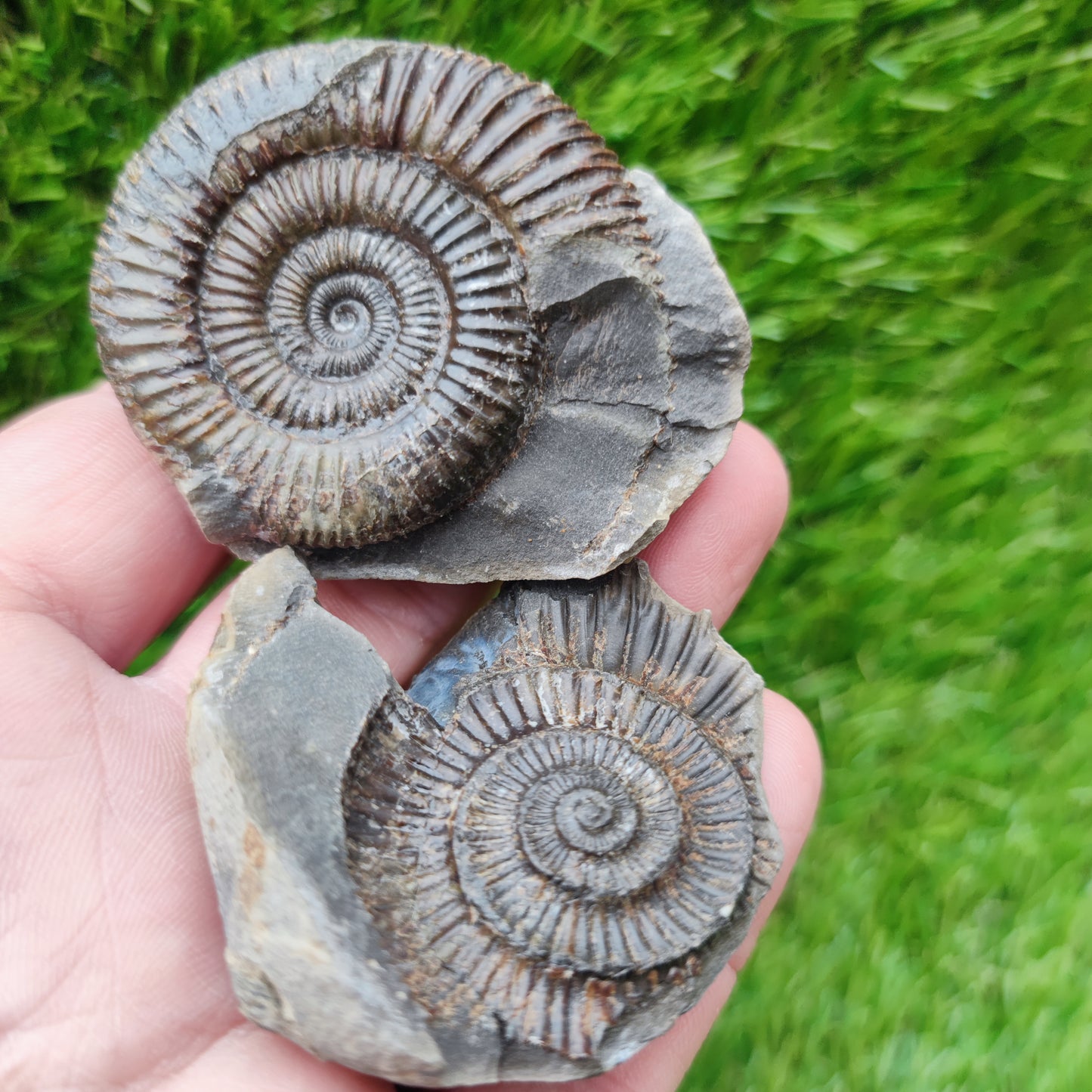 North Yorkshire Fossils ammonite split pair