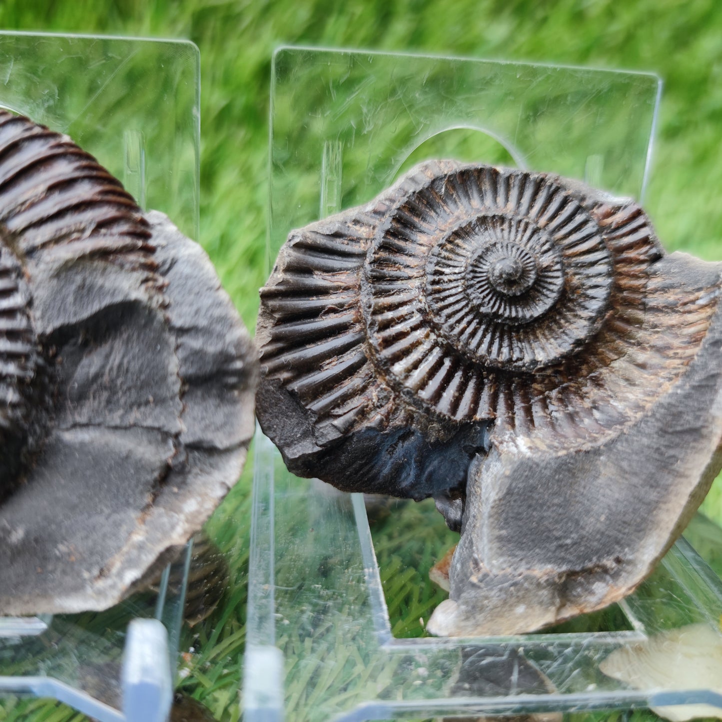 North Yorkshire Fossils ammonite split pair
