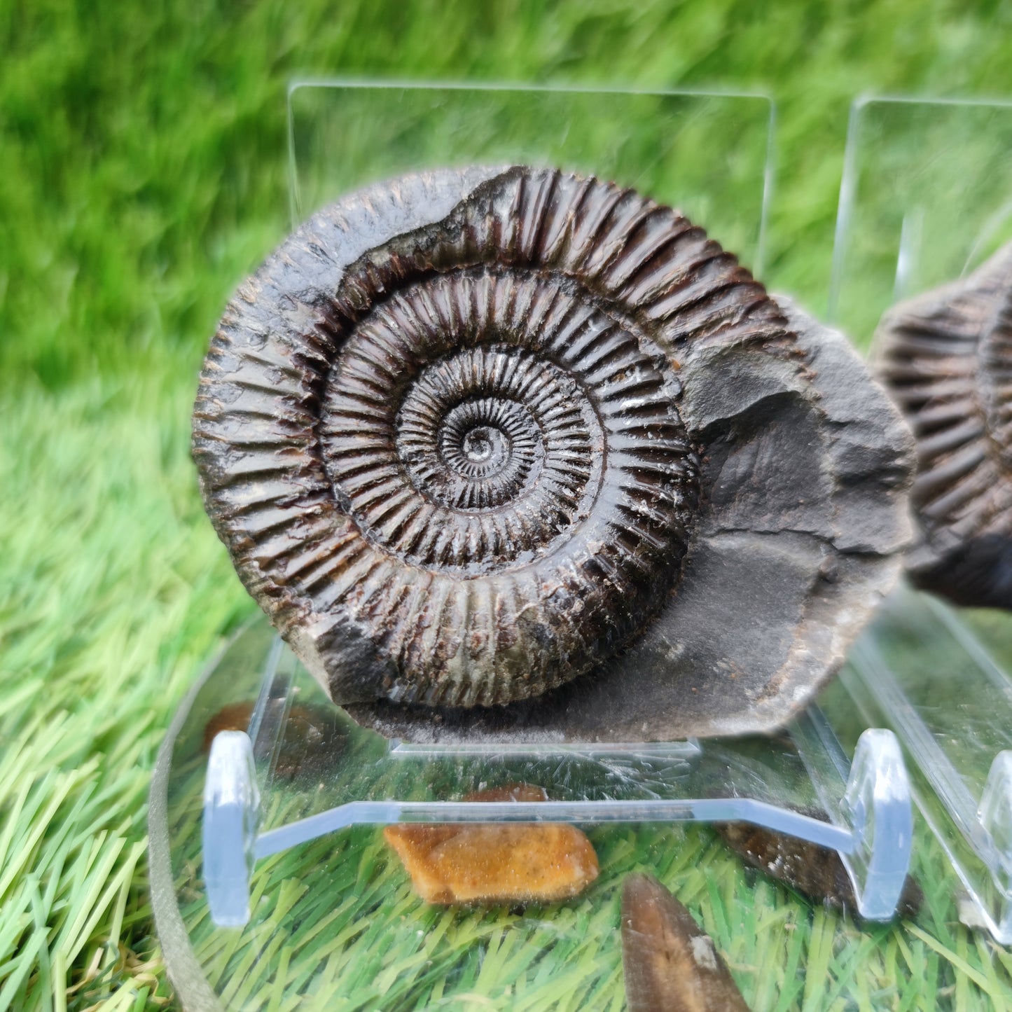 North Yorkshire Fossils ammonite split pair