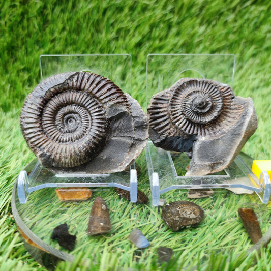 North Yorkshire Fossils ammonite split pair