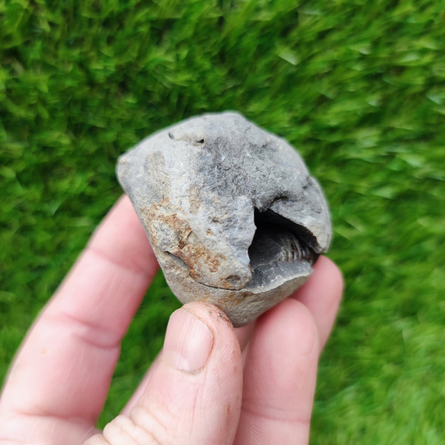North Yorkshire Fossils ammonite split pair