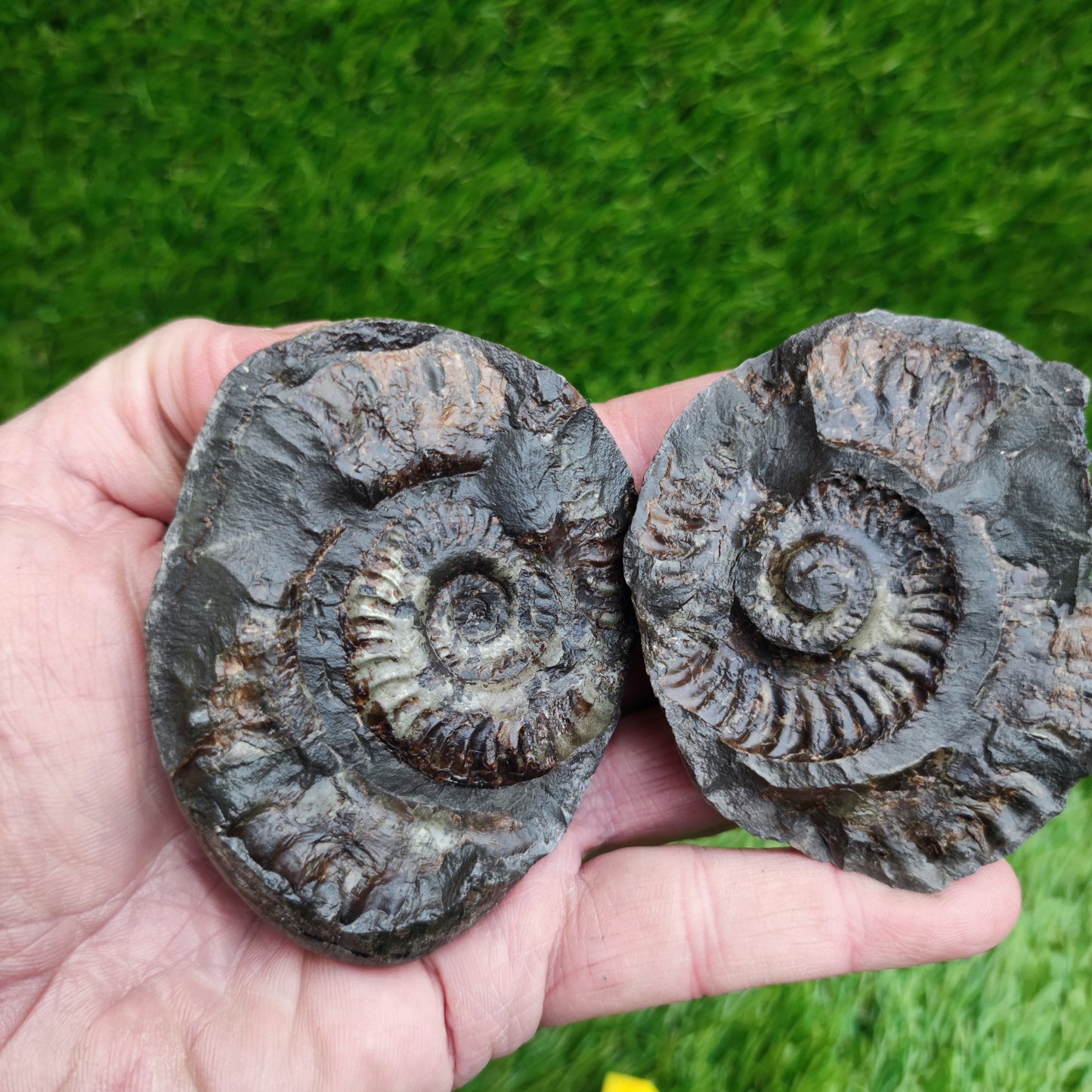 Ammonite split pair fossil Sandsend Yorkshire