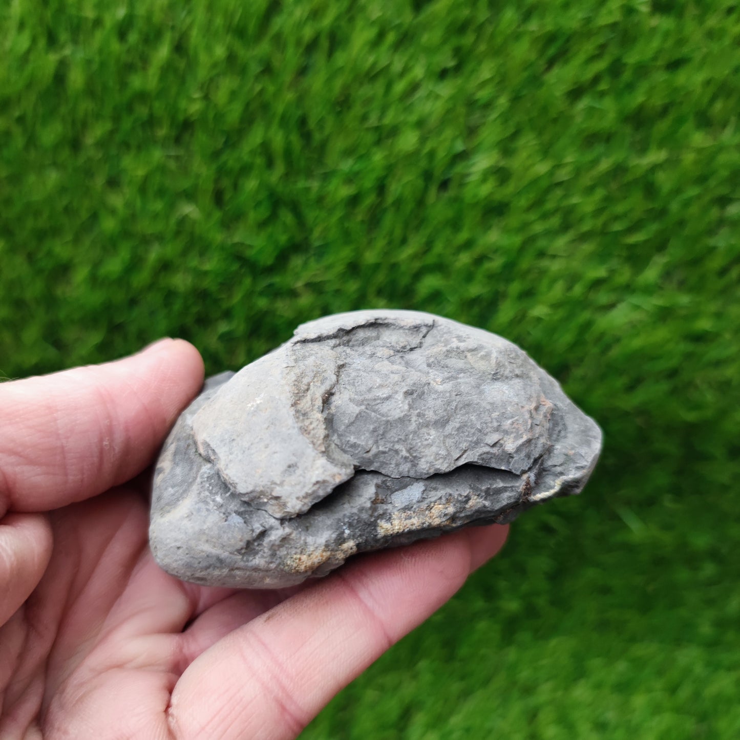 Ammonite fossil split pair Yorkshire UK