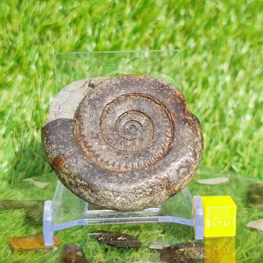 Ammonite fossil dactylioceras tenuicostatum