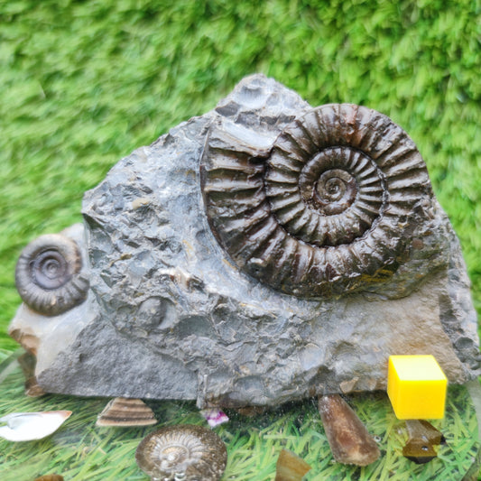Ammonite fossil duo block on cut base Robin Hoods Bay