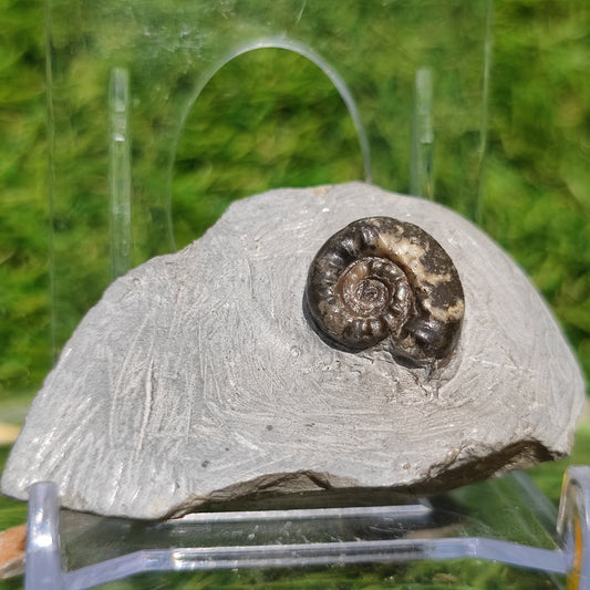 Arnioceras lower lias ammonite fossil