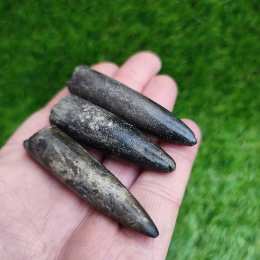Belemnite Yorkshire fossil bundle