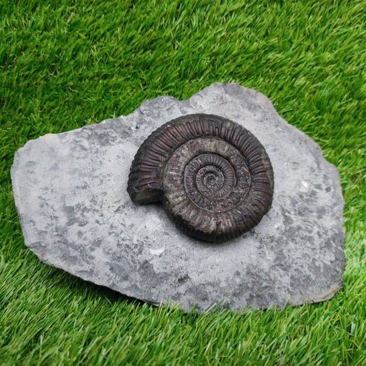 Big dactylioceras ammonite fossil display piece Whitby Jurassic coast