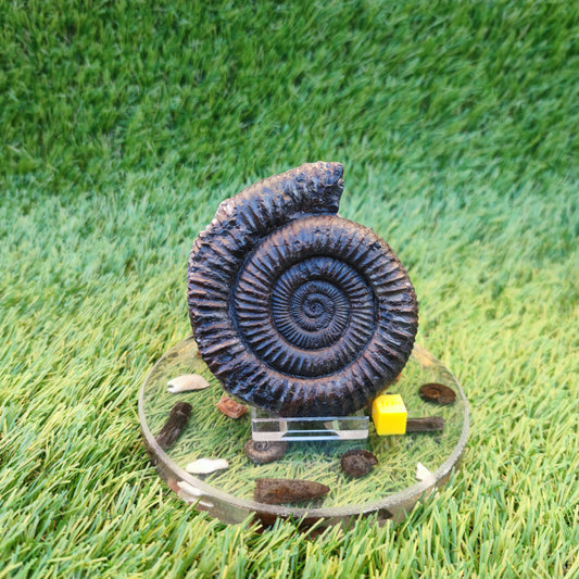 Big Dactylioceras ammonite fossil Port Mulgrave Yorkshire