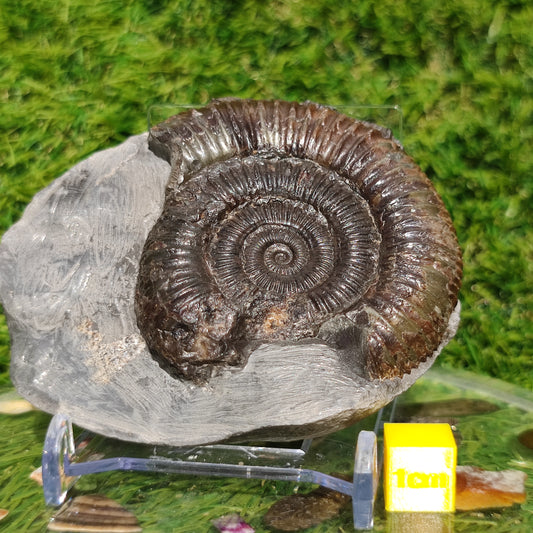 Jurassic coast ammonite fossil