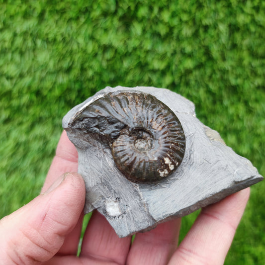 Cleviceras ammonite fossil