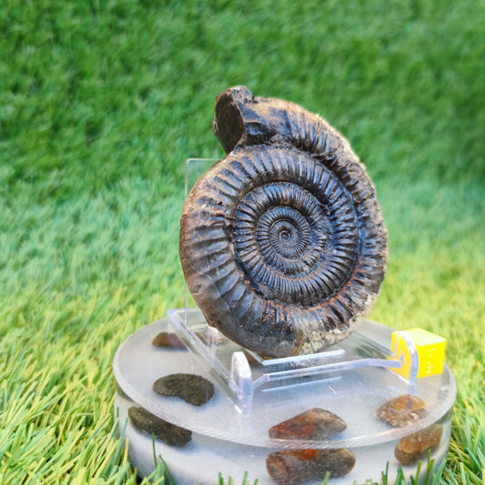 Dactylioceras ammonite fossil  3D matrix free
