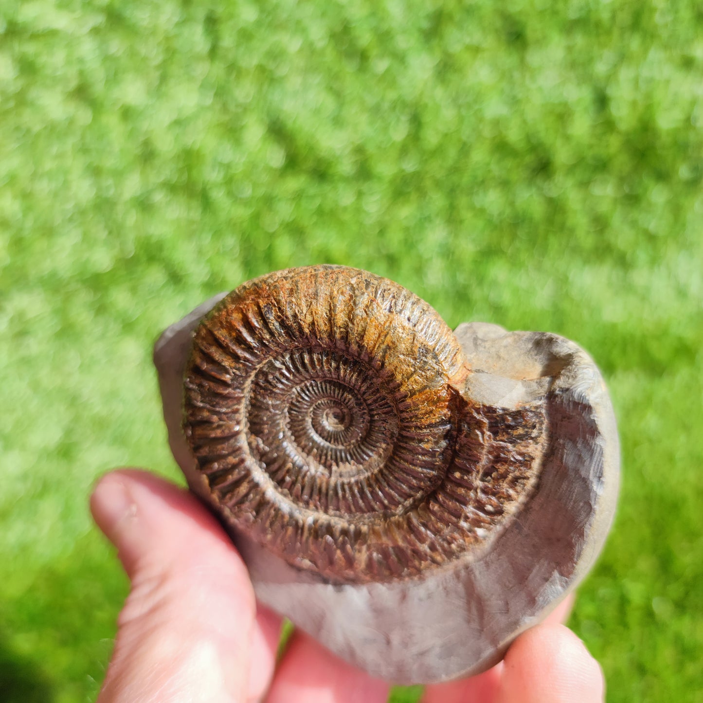 Ammonite Fossil Dactylioceras Whitby Yorkshire