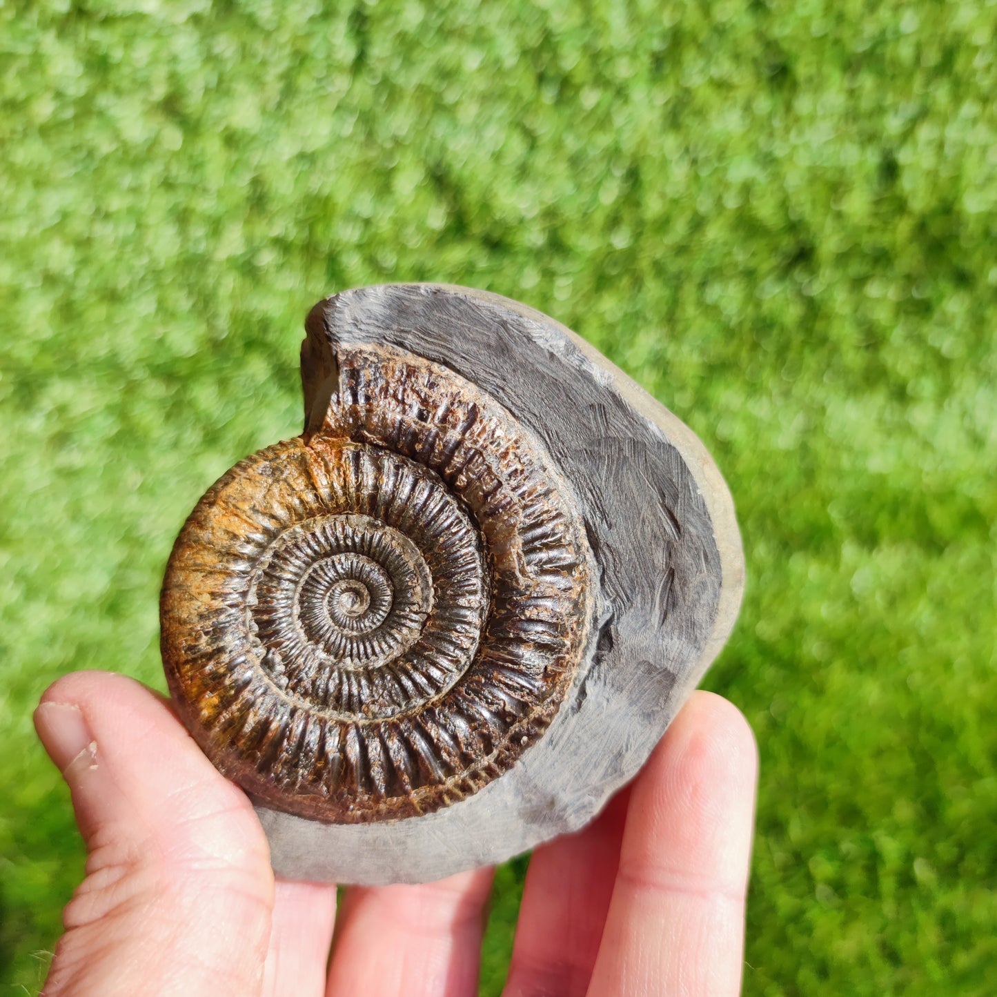 Ammonite Fossil Dactylioceras Whitby Yorkshire