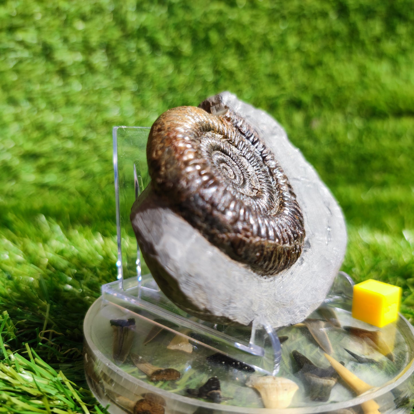 Ammonite Fossil Dactylioceras Whitby Yorkshire